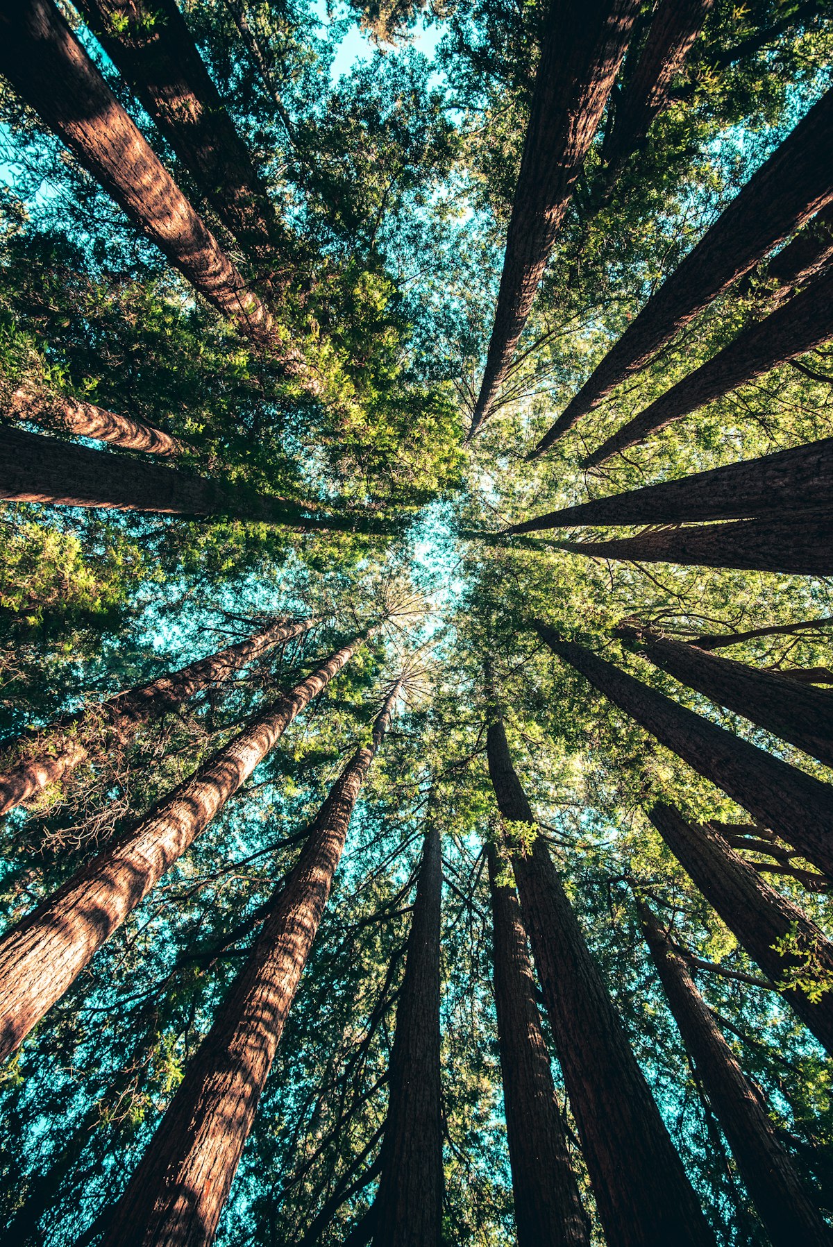 Dark evergreen forest where a reliable flashlight would be useful